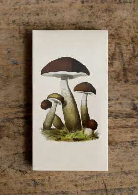 Mushrooms Matchbox