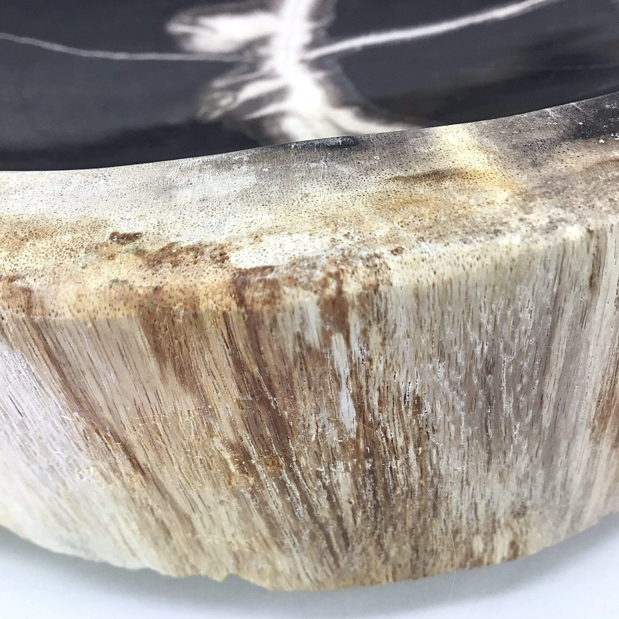 Petrified Wood Bowl