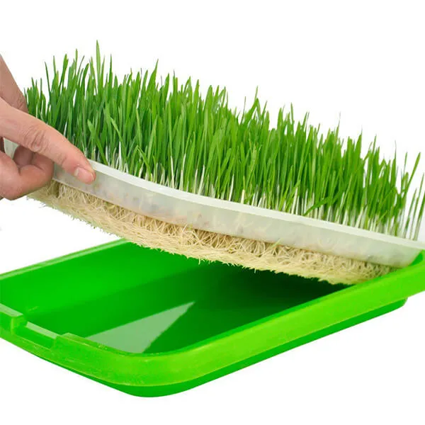 Seed Sprouter Tray